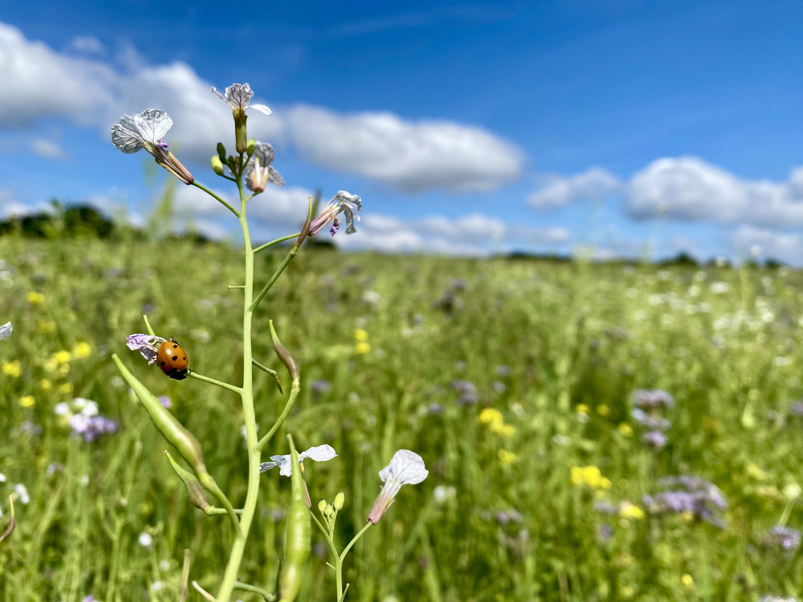 Annemarie Steinschuld-Franssen